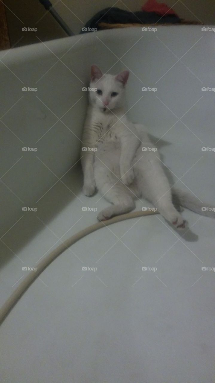 my cat got into a fight