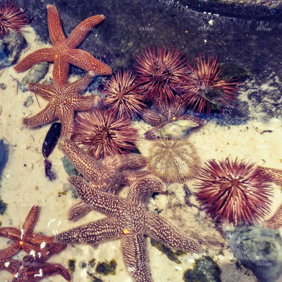 Sea creatures at the aquarium.