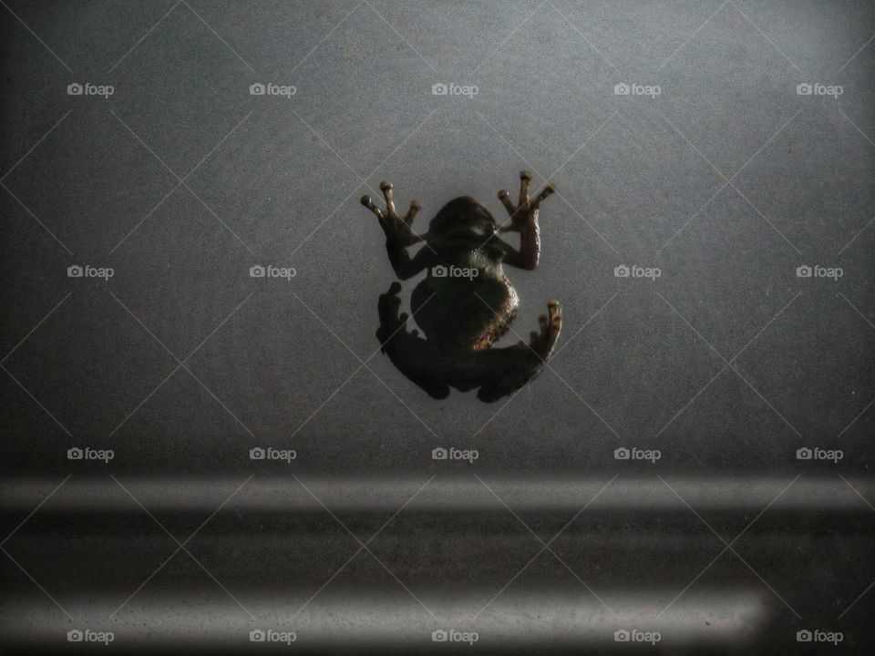 A Tree Frog on a glass door looking for food