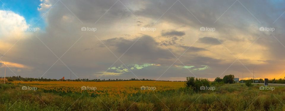 Sunflowers 