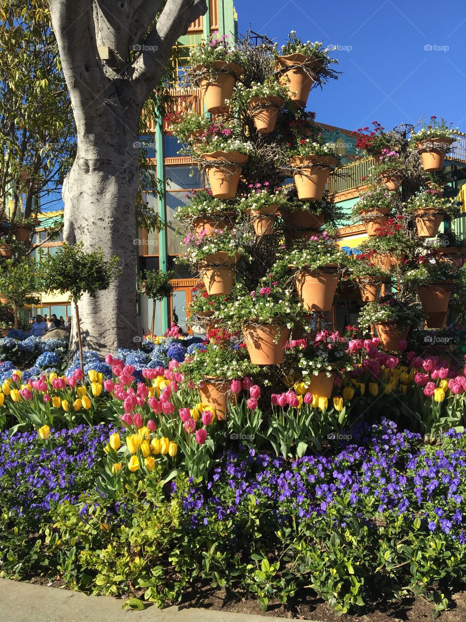 Spring flowers in terra-cotta pots