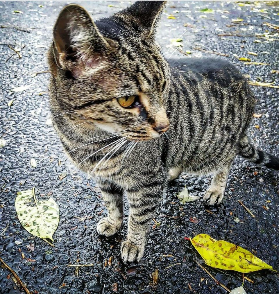 My neighbor has a beautiful feline, here she is standing proudly, with a deep stare. This photo was taken in Fall of 2017, using my 16mp Essential phone camera.