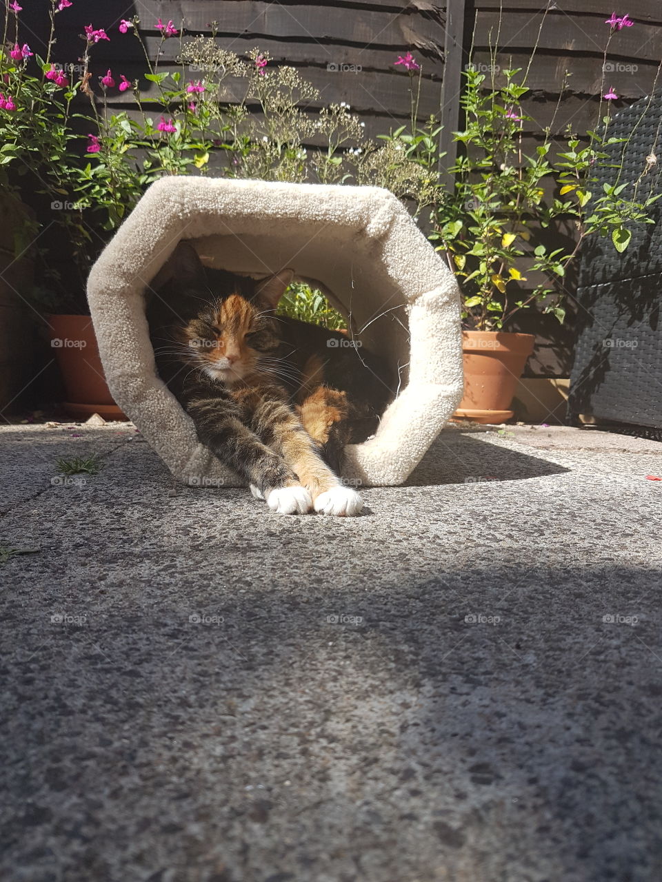 cat enjoying the sun in the garden