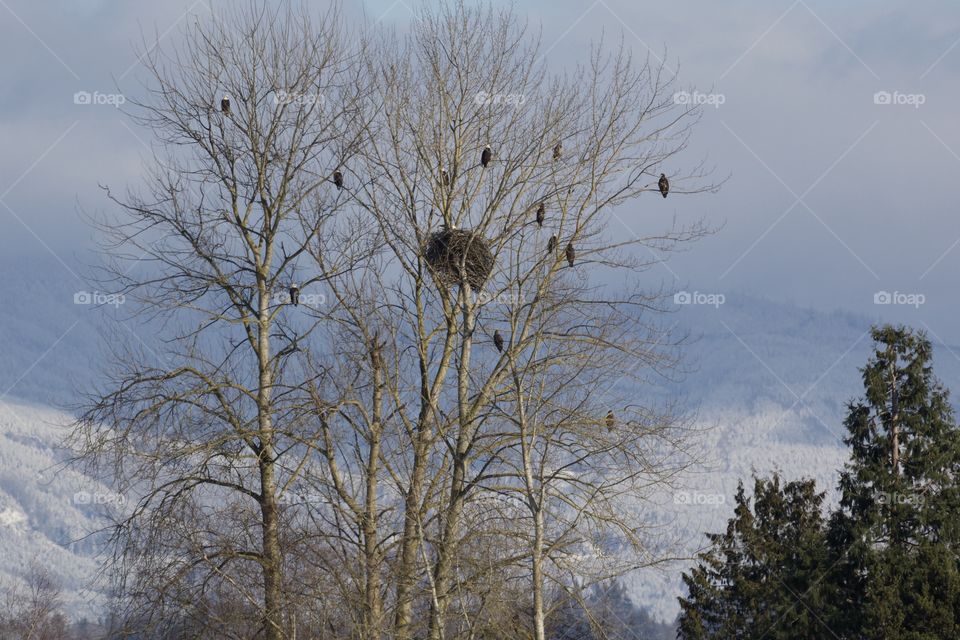 Eagles in a tree