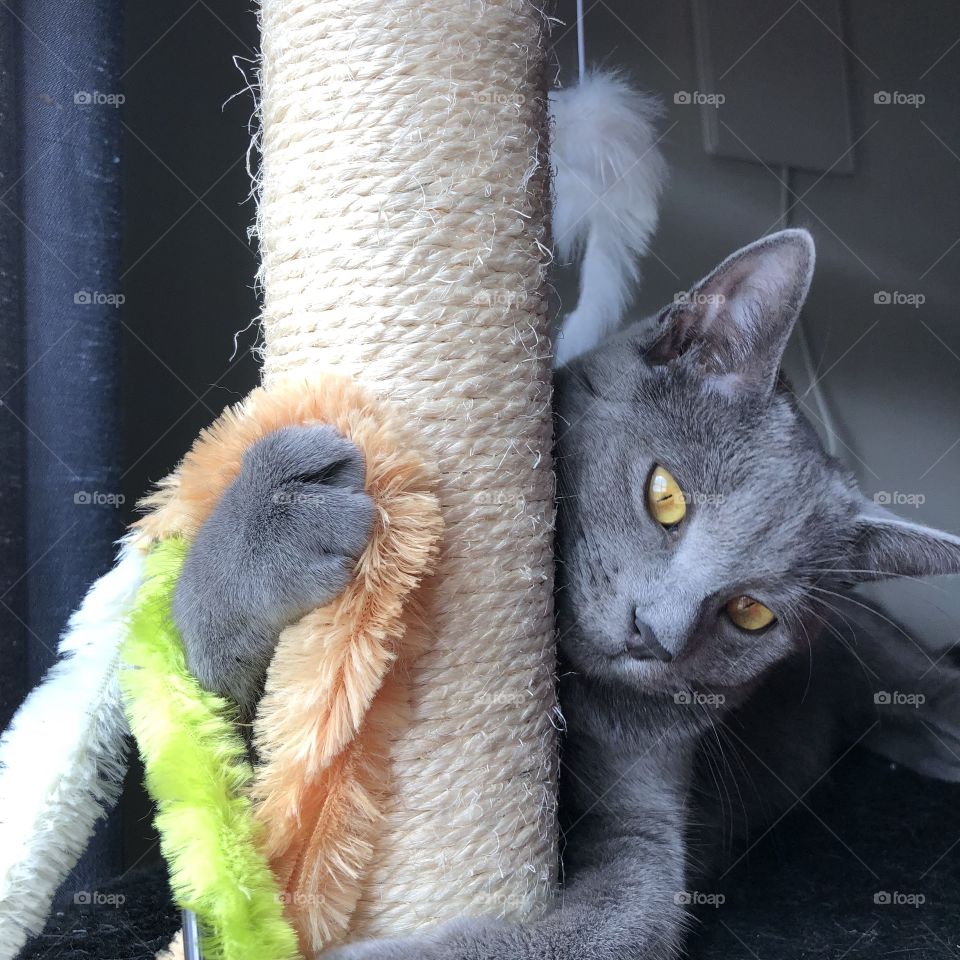 Cat playing on cat tree