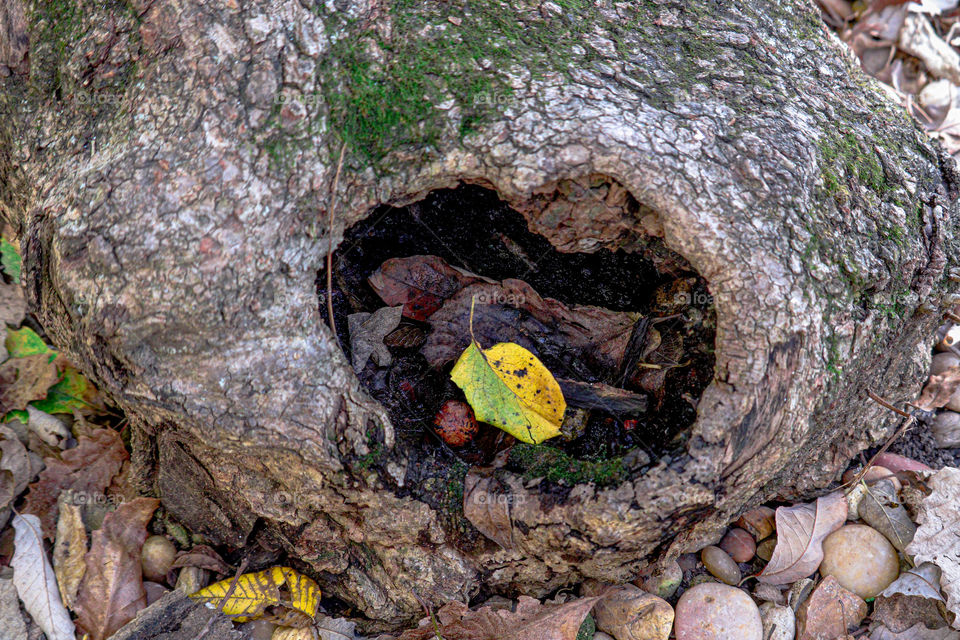 hole in a tree with leaves