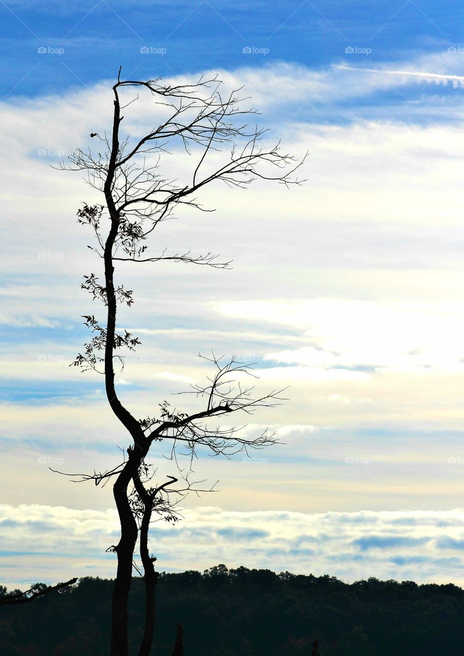 bare tree cloudy skies.