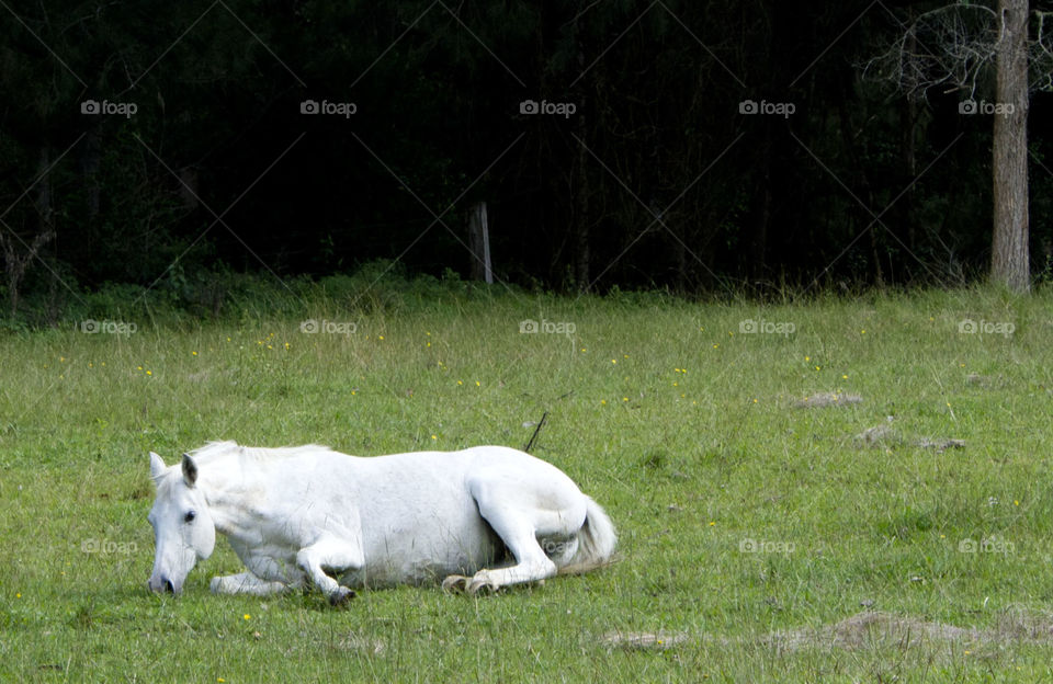 White Horse Laying