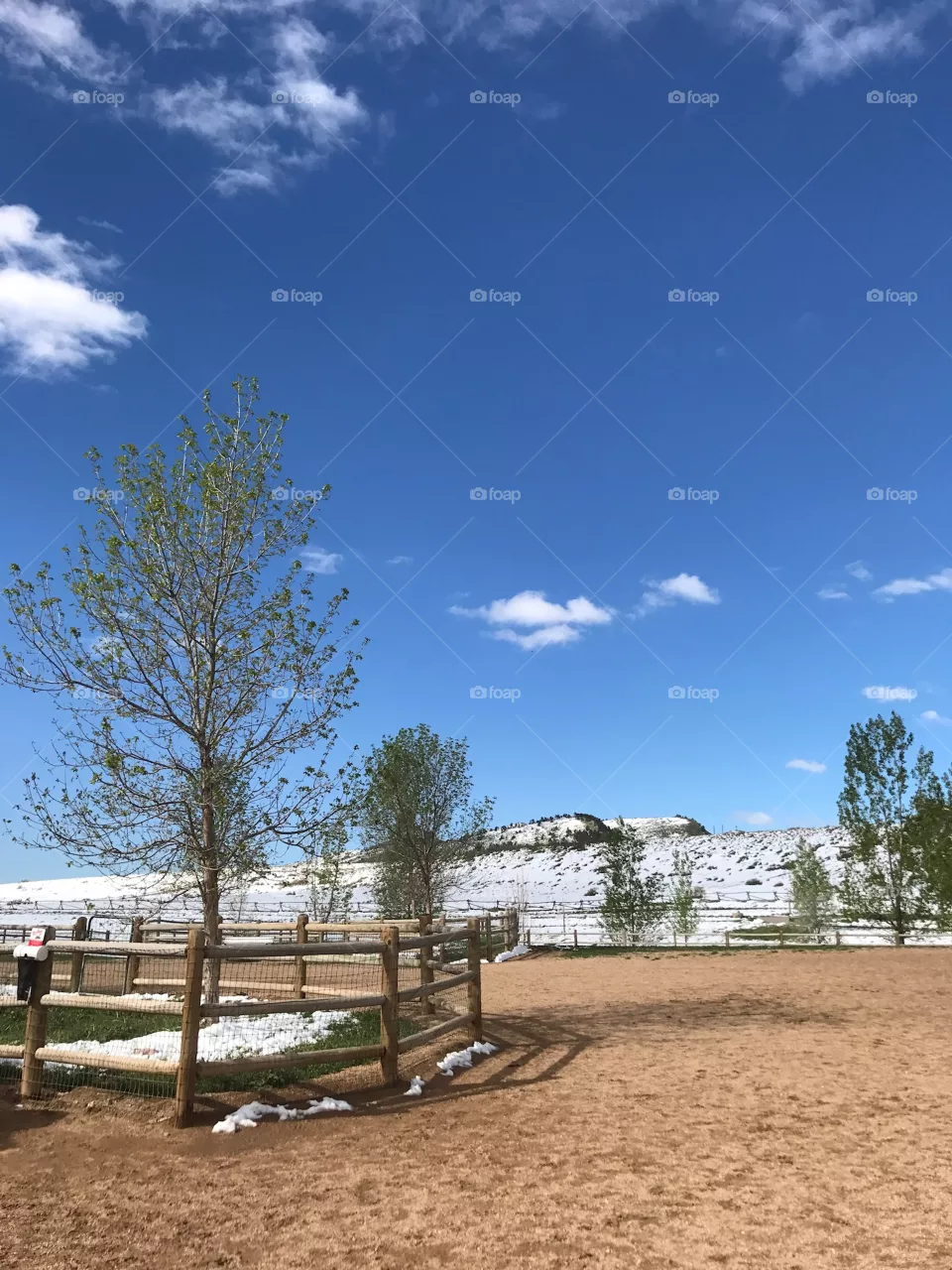 Dog Park