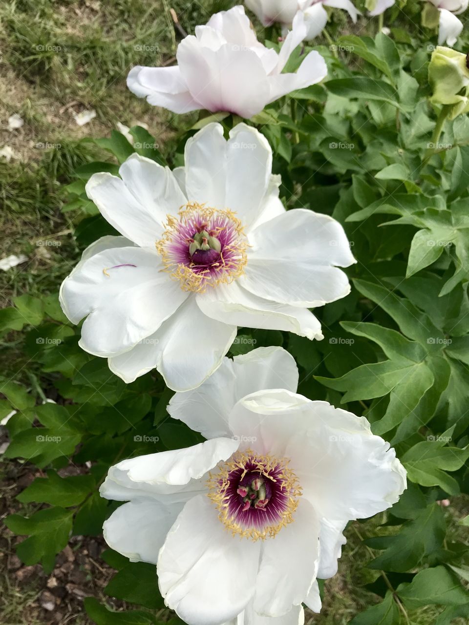 a bush of peonies in the botanical garden of the city of Kiev