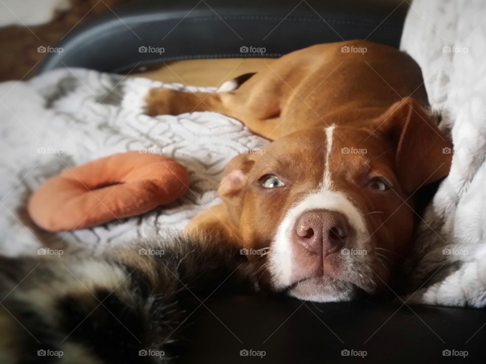 A Catahoula pit bull terrier mix puppy looks up with sweet green eyes as she relaxes on a recliner chair with a gray blanket and a donut dog toy