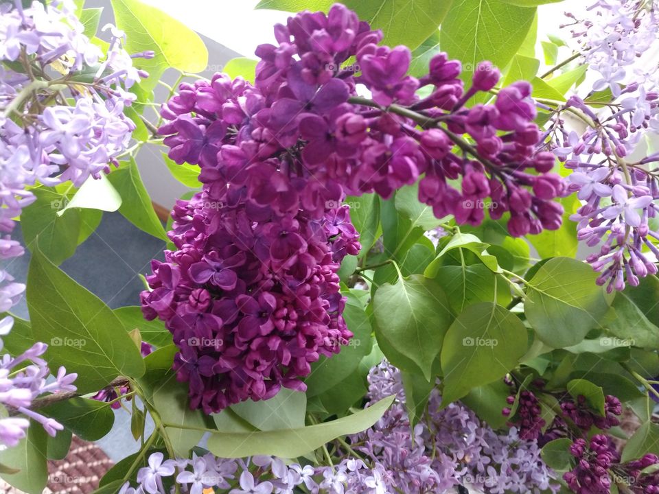 lilac