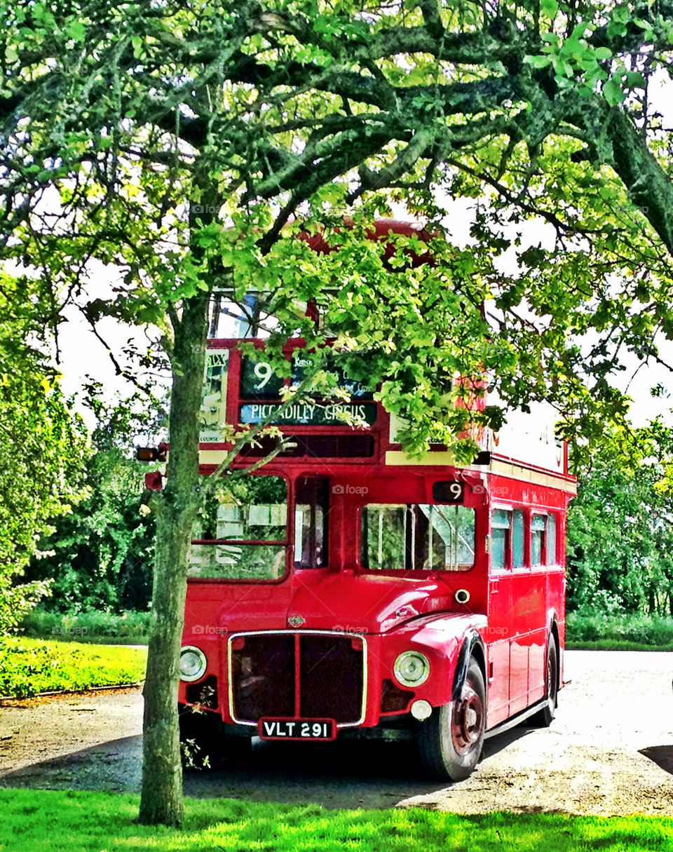 BUS AND TREES