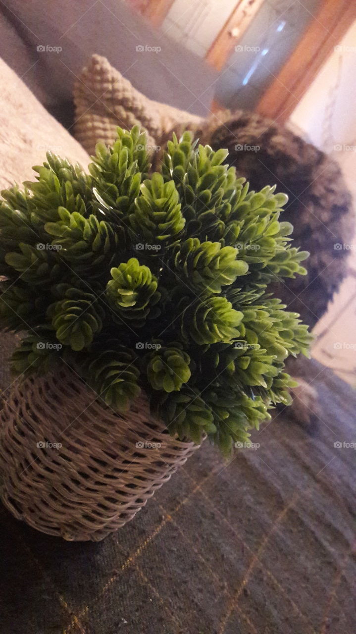 Vibrant Green Plant