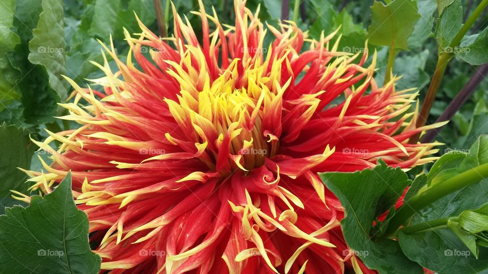 Show and Tell Dahlia Flower