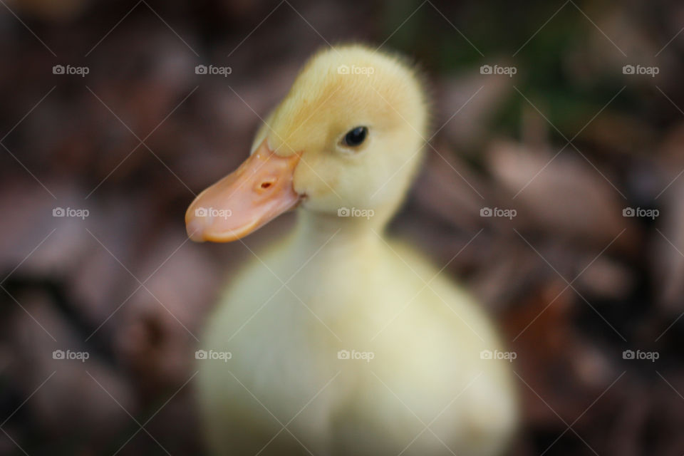Duckling 
