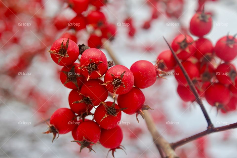 Red fruit on a cold
Weather 