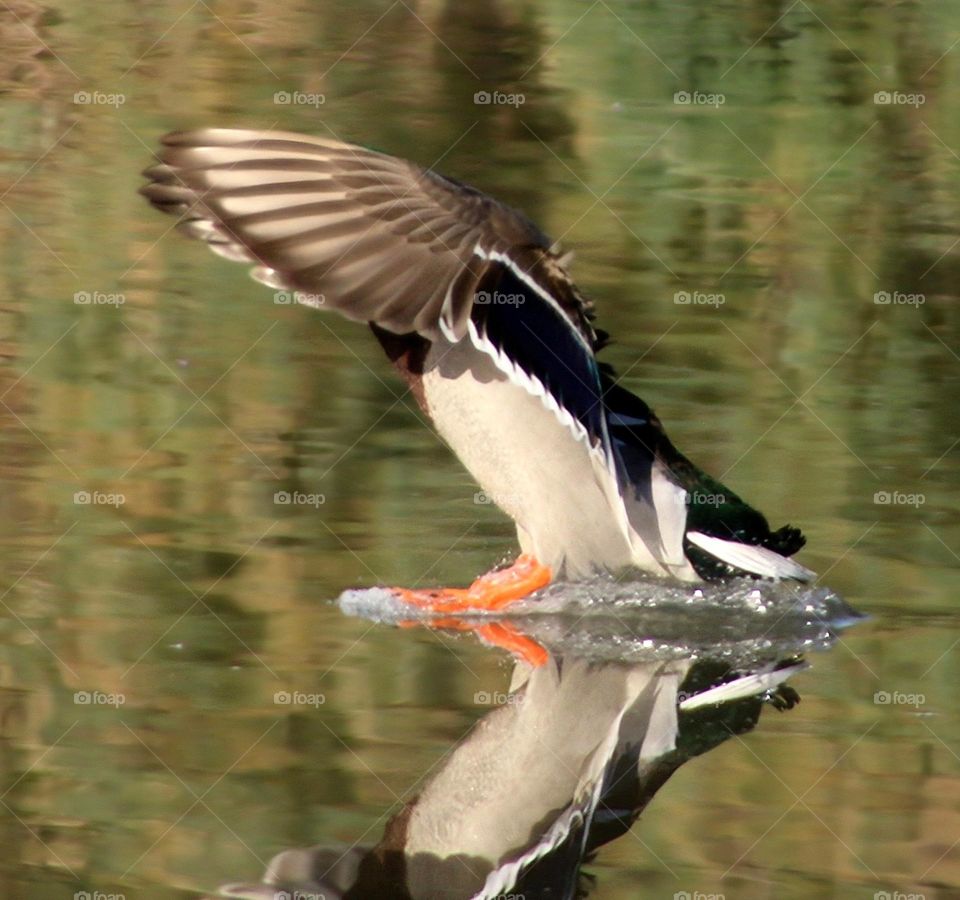 Mallard Duck Landing on Lake