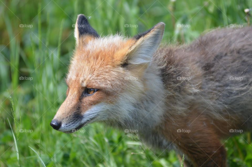 A close encounter with a fox 