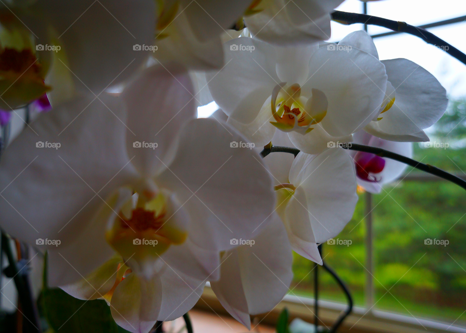 Flowers. Orchids