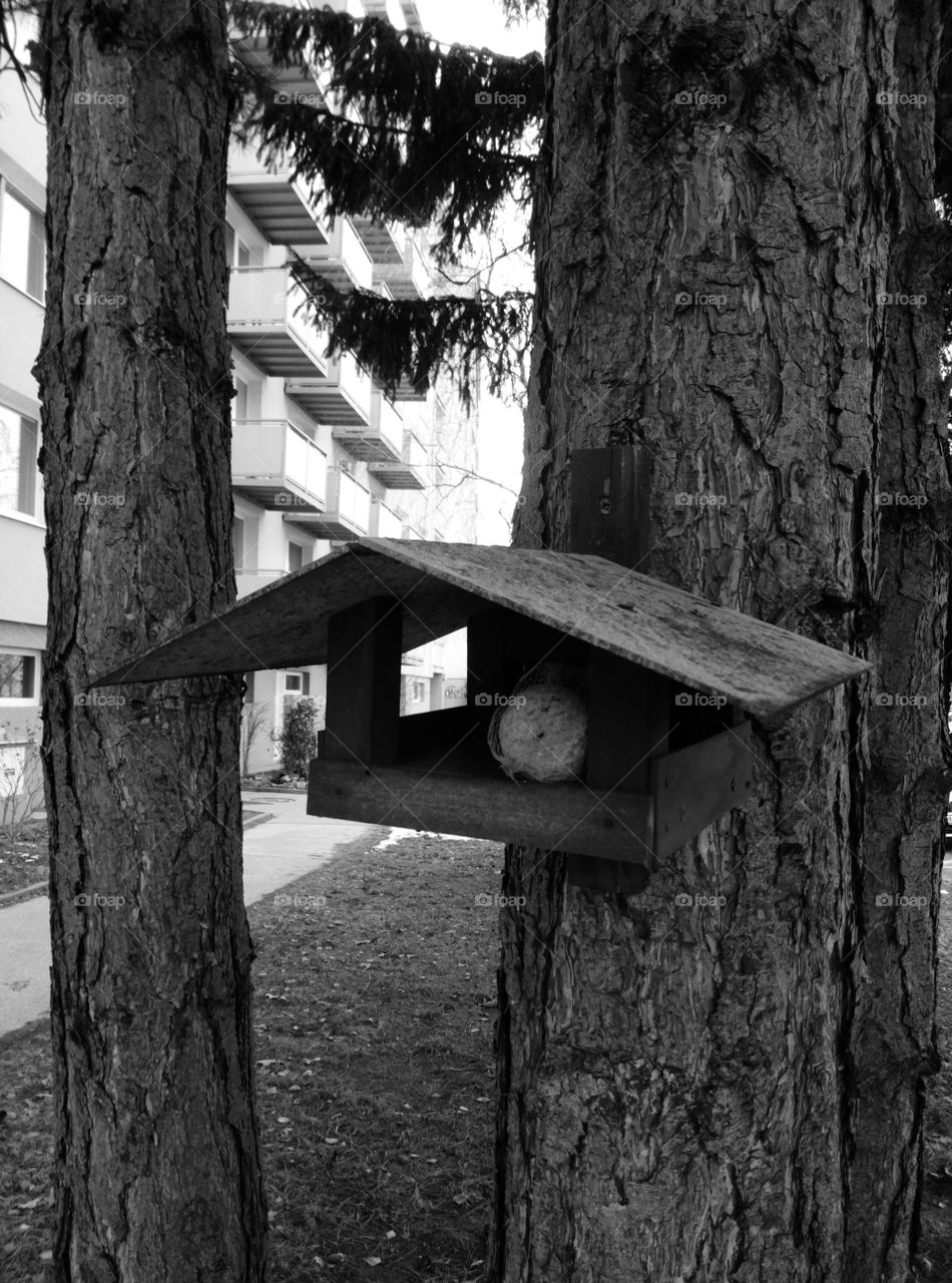 Casetta per uccellini