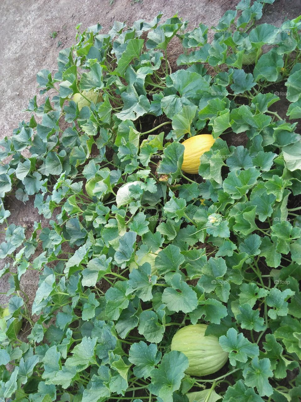melon plants in the garden