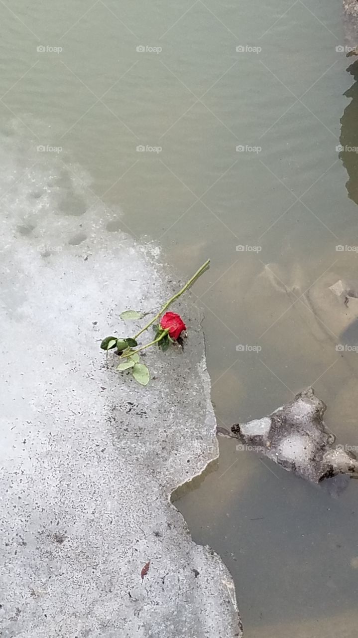 Washed Up Rose At Luna Pier (Lake Erie)