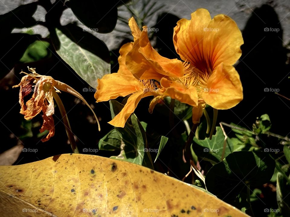 Look at that beauty !