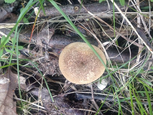 Mushroom in the forest found near cave