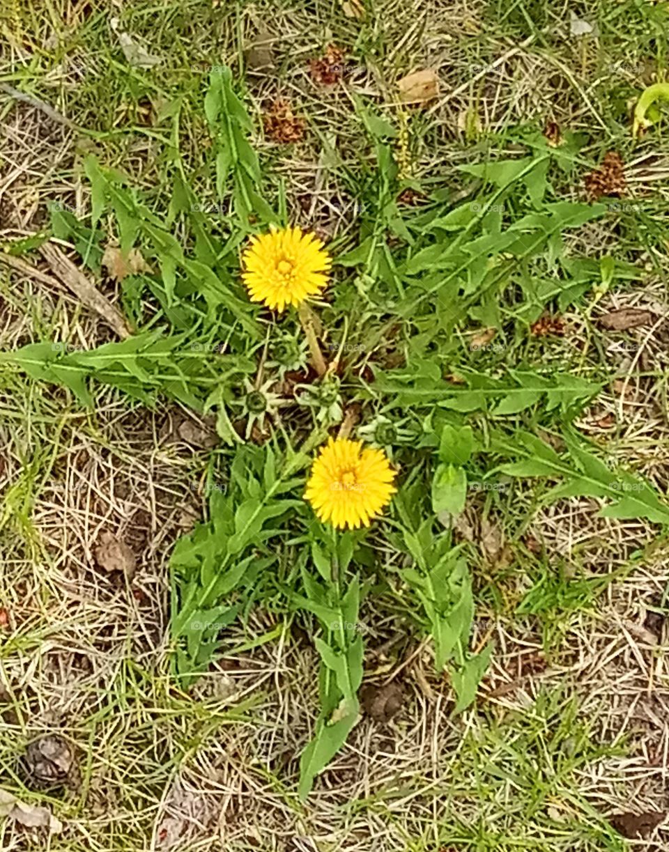 two young dandelion flowers in spring