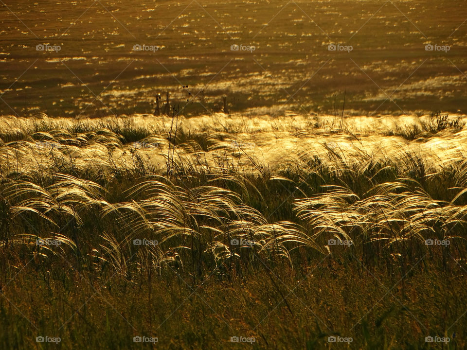 Feather grass natural