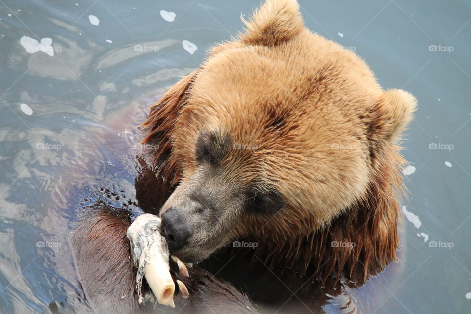 Brown Bear