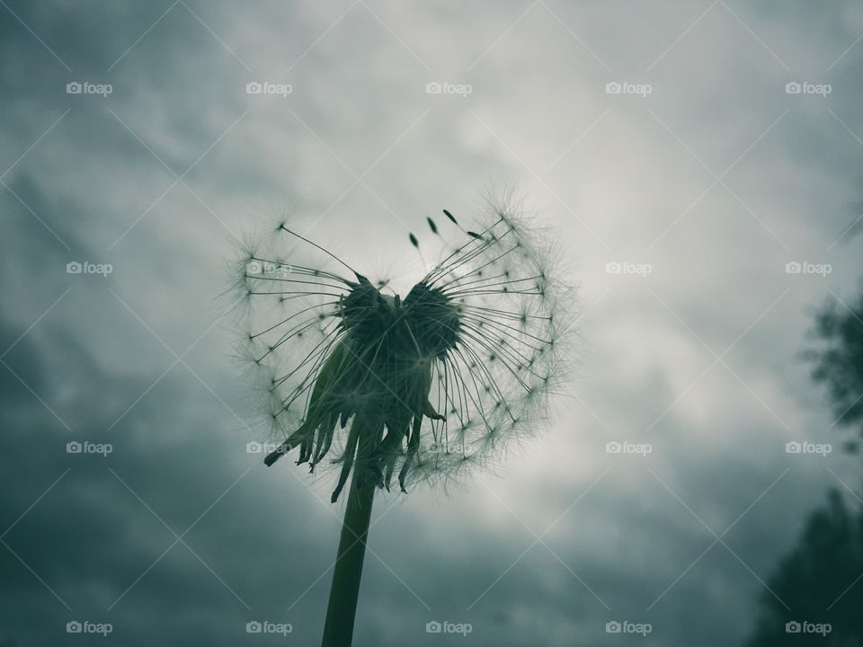 Dandelion seeds