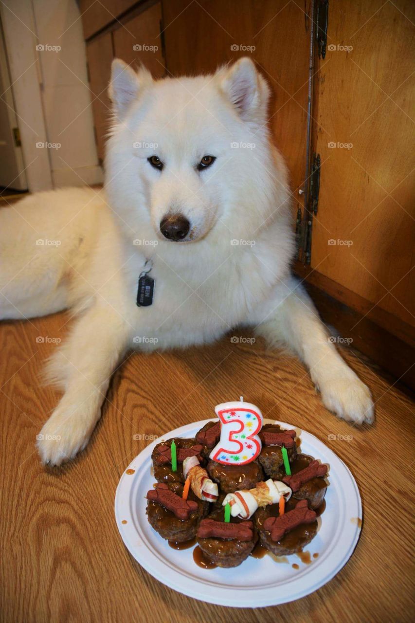 dog birthday party