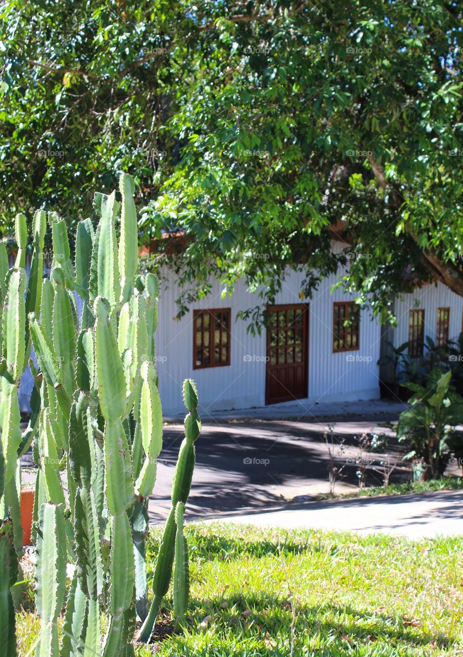 A tipical scene from the tropics.  House surrounded by cacti and greenery.  Costa Rica