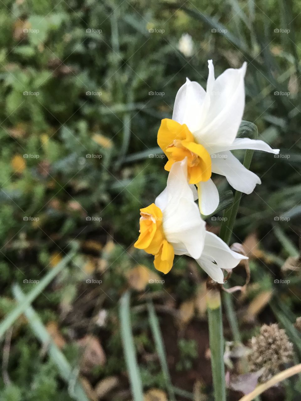 Narcissus flower