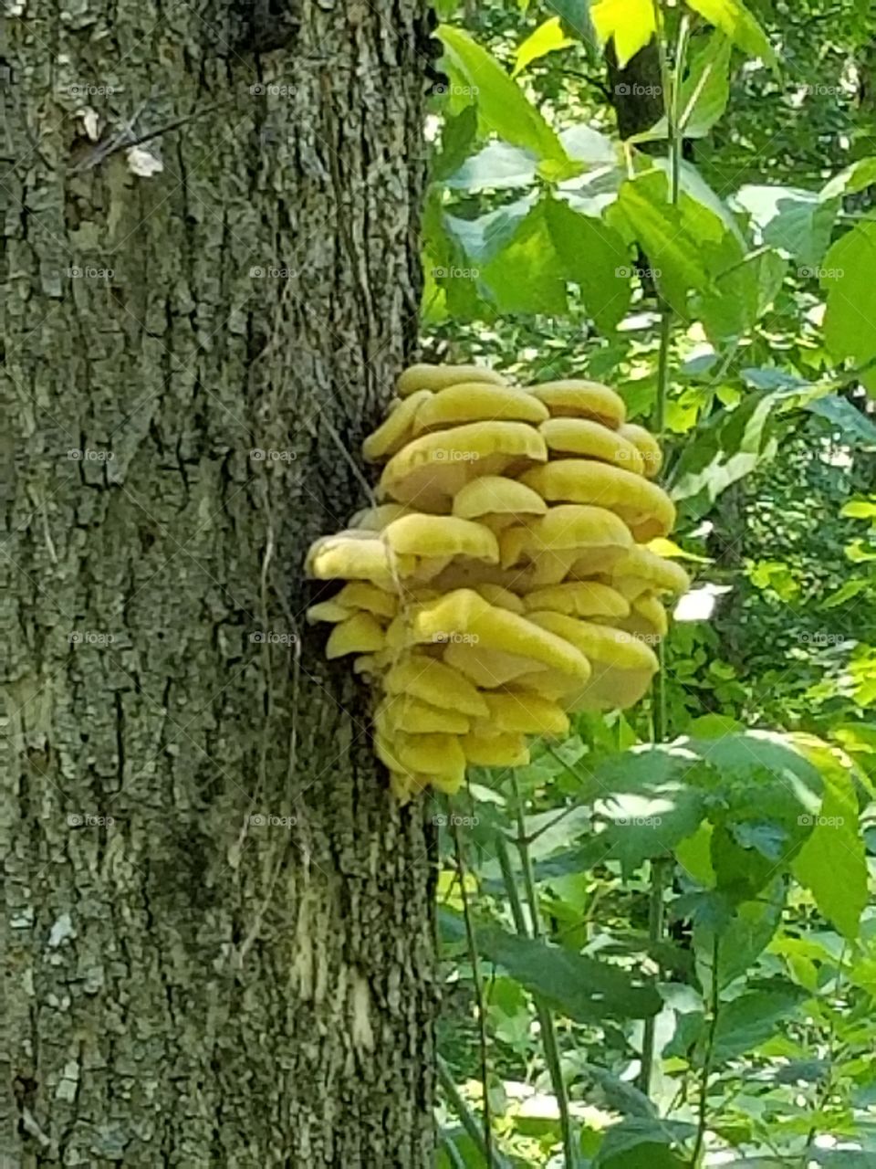 mushrooms on dead tree