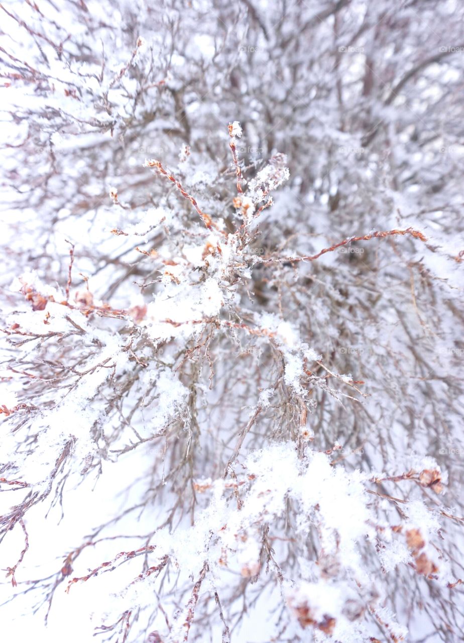 Winter bush