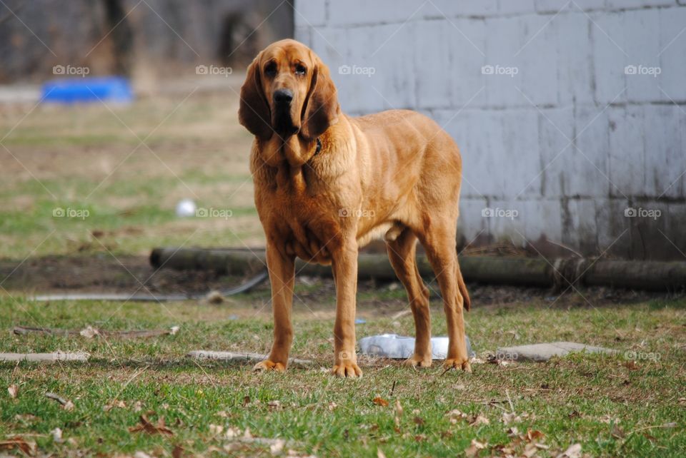 He’s Just a Hound Dog