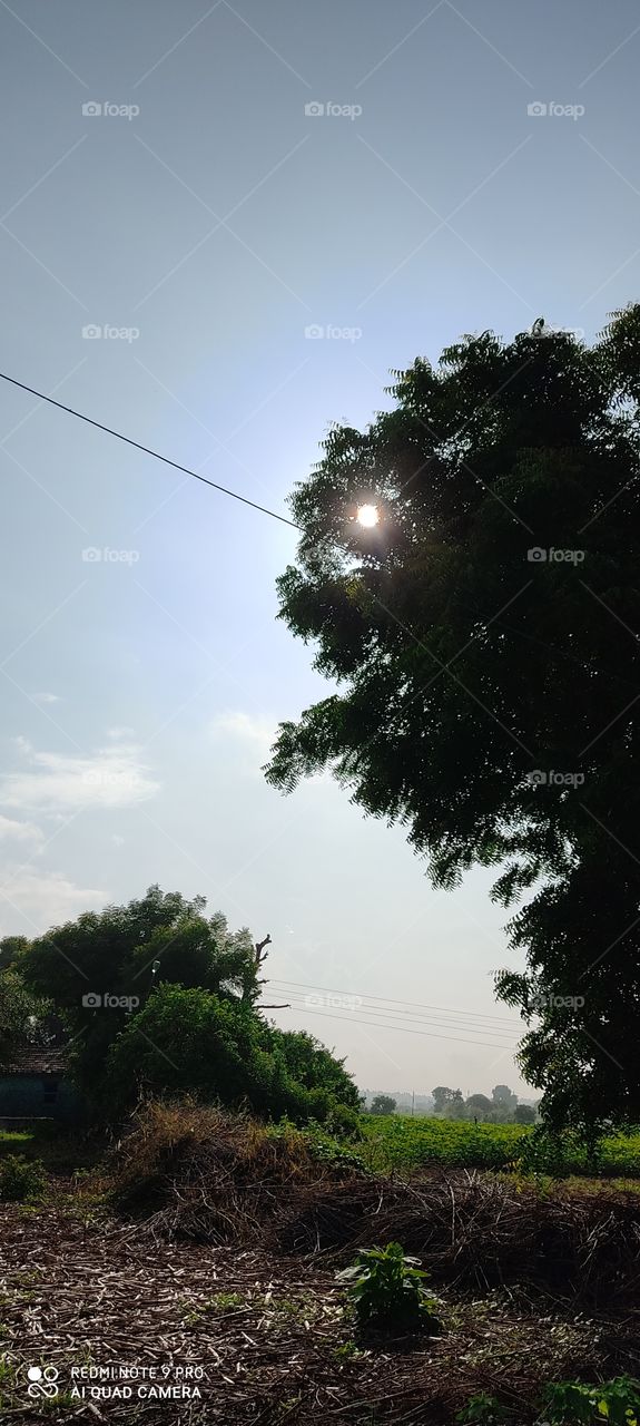 The rays of the sun are removed from the tree, only the rays write very beautiful