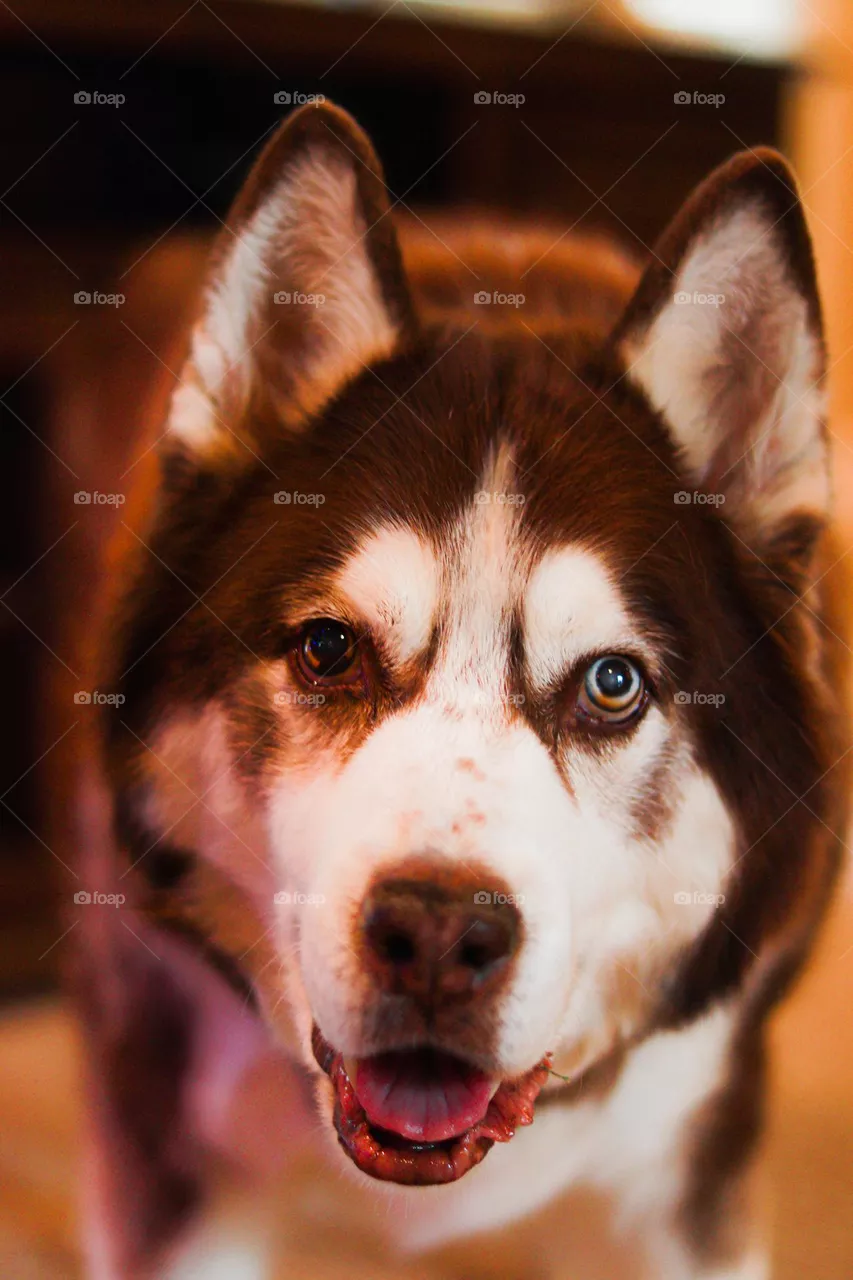 happy husky