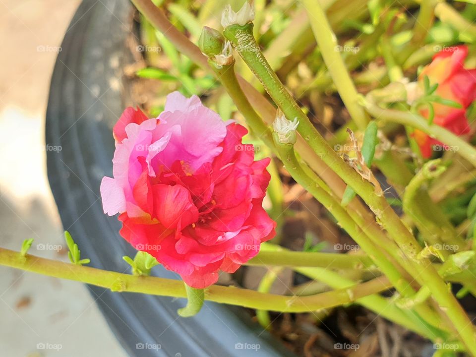 the portulaca grandiflora