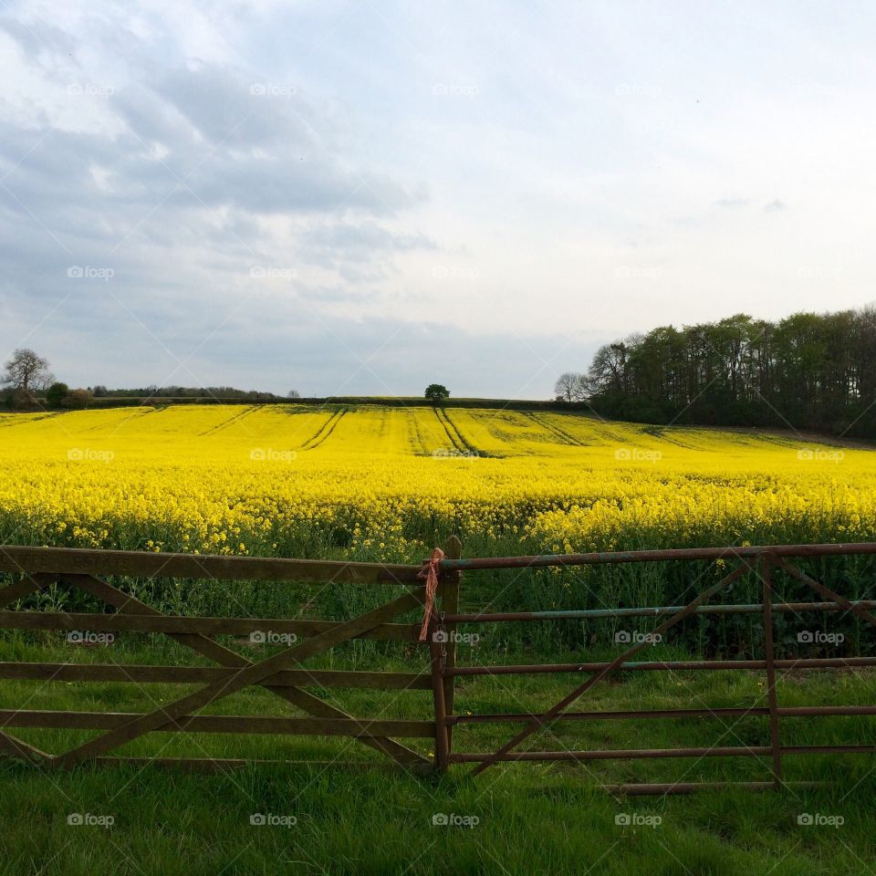 Yellow flower field against blue sky