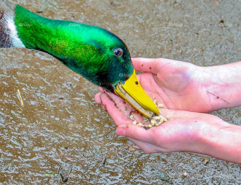 Feeding a dinner of seeds to a mallard duck 