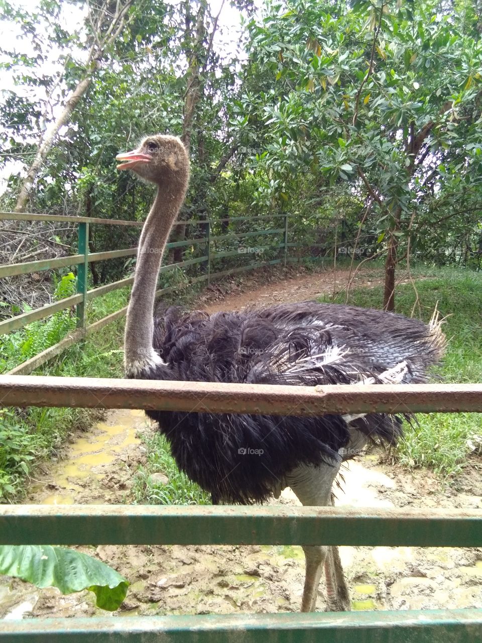 The ostrich or common ostrich is either one or two species of large flightless birds native to Africa