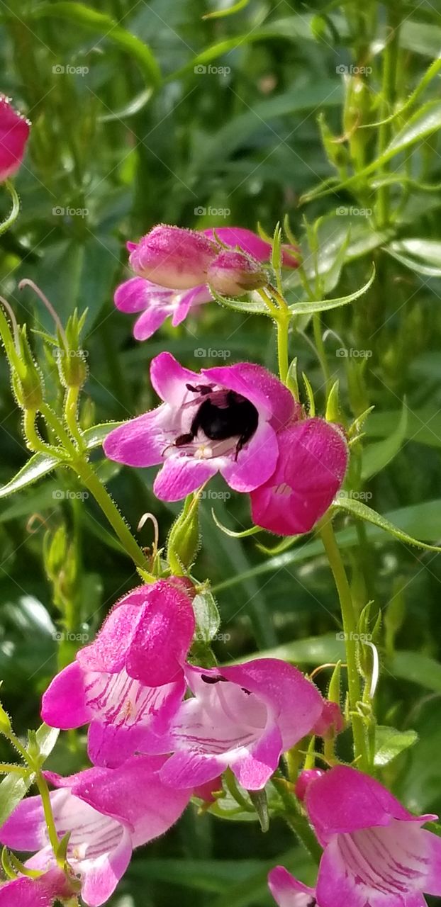Bee pollination