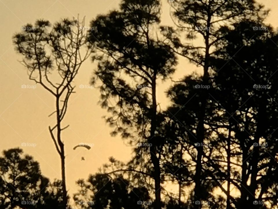 Single hang glider spotted between trees at the break of daylight 