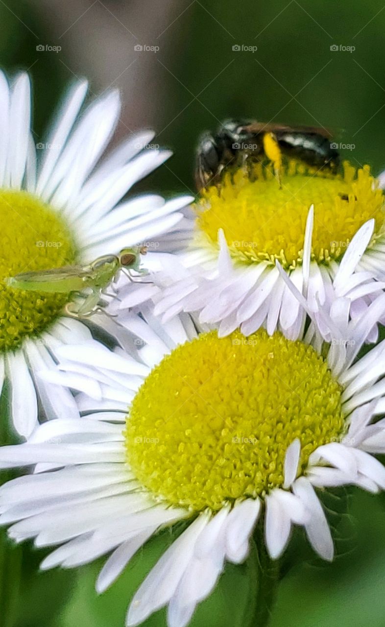 Two insectes on flowers