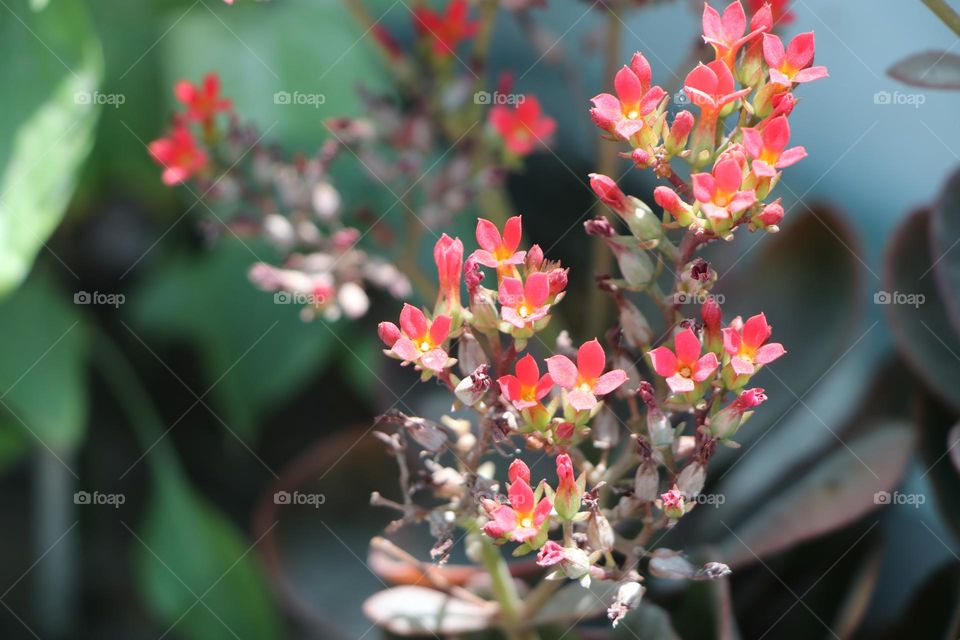 summer vs spring battle mission