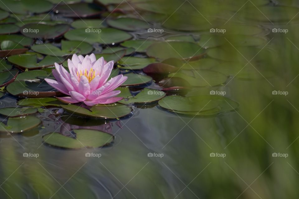 Pink water lily in pond